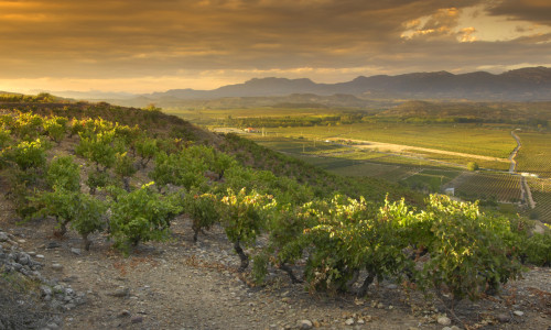 Bodegas Marqués de Cáceres