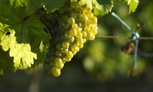 Grüner Veltliner